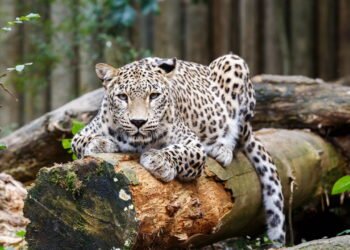 Leopardo