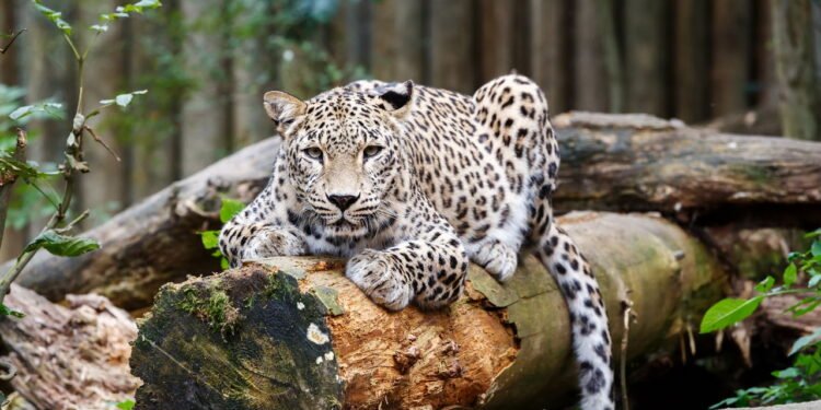 Leopardo