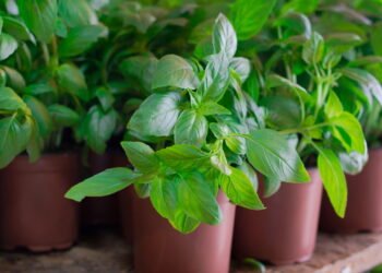 Como cultivar manjericão em vaso