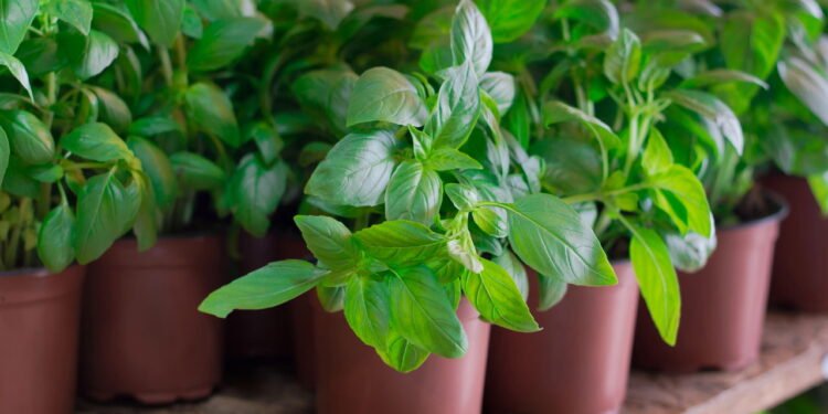 Manjericão é um ótimo tempero para a gastronomia - depositphotos.com / Mahara