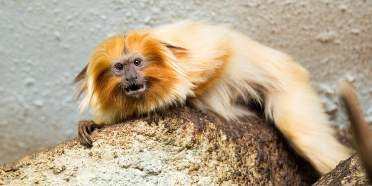Mico-leão-dourado