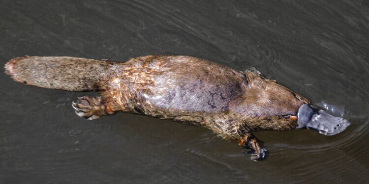 Ornitorrinco, um dos raros mamíferos venenosos - depositphotos.com / VejrikLukas
Tags