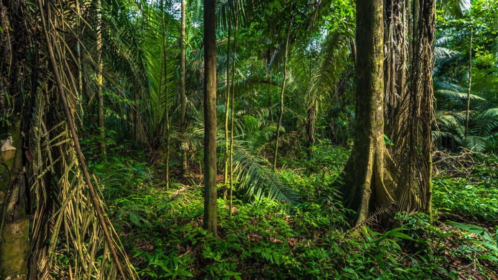 Parque Nacional Manú, na Amazônia peruana