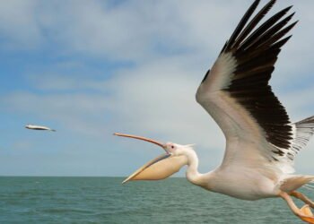 Pelicano branco: Um espetáculo da natureza