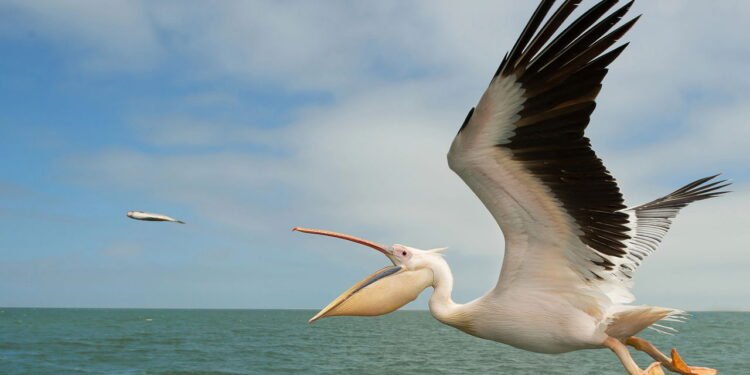 Pelicano branco atrás de sua presa - depositphotos.com / mzphoto