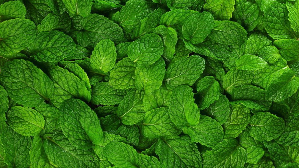 Folhas de hortelã