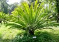 Encephalartos woodii, a planta mais solitária do mundo