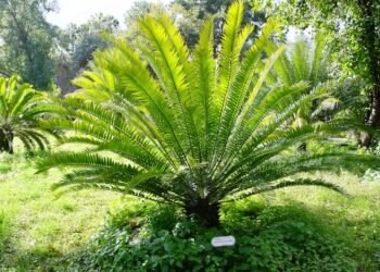 Encephalartos woodii, a planta mais solitária do mundo