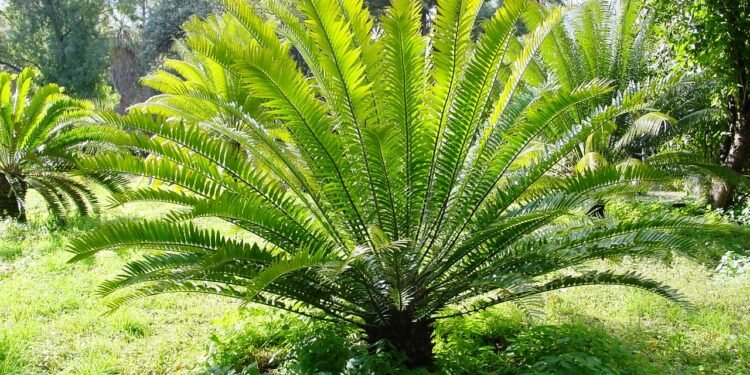 Encephalartos woodii, a planta mais solitária do mundo
