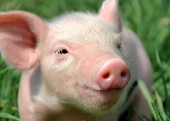 Geração de energia elétrica a partir de estrume de porco no Brasil