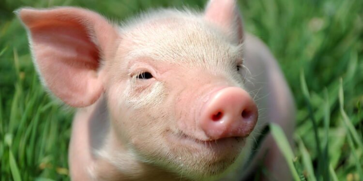 Energia elétrica através de estrume de porco - depositphotos.com / Byrdyak