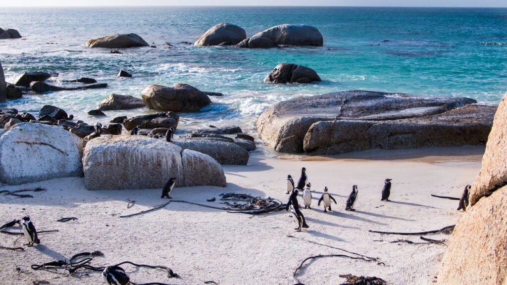 Pinguins na Praia da Boulders, na Cidade do Cabo, na África do Sul