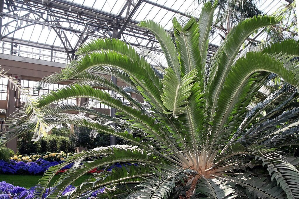 Encephalartos woodii, a planta mais solitária do mundo - David J. Stang/Wikimedia Commons