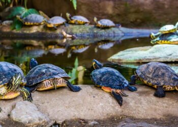 Tartarugas do pântano