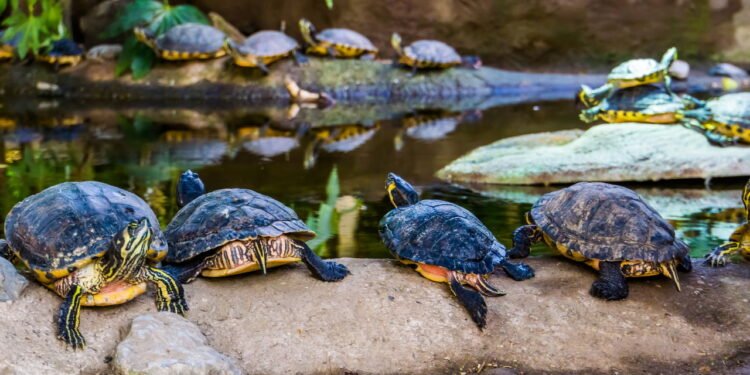 Tartarugas do pântano