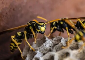 Saiba como reagir a ataques de vespas e marimbondos