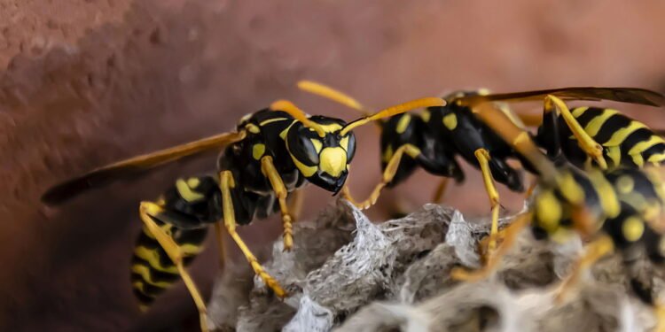 É preciso ter atenção com picadas de vespas e marimbondos - depositphotos.com / andRiU92@bk.ru