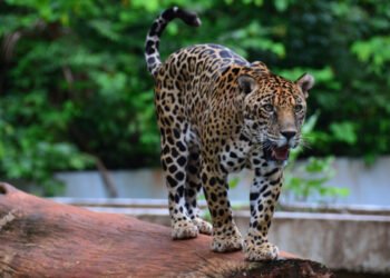 Serra dos Carajás: Um complexo natural de relevância econômica e ambiental