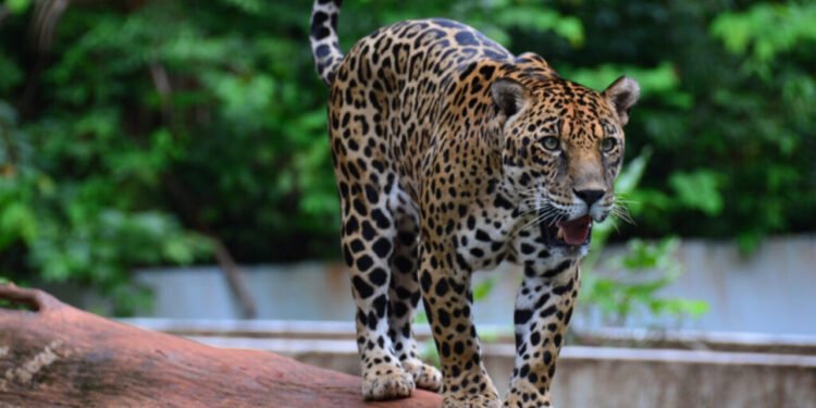 Parque Zoobotânico do Carajás - Divulgação/Prefeitura de Parauapebas