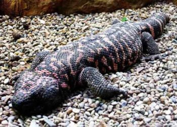 Veneno que cura: O animal por trás da nova arma contra a obesidade