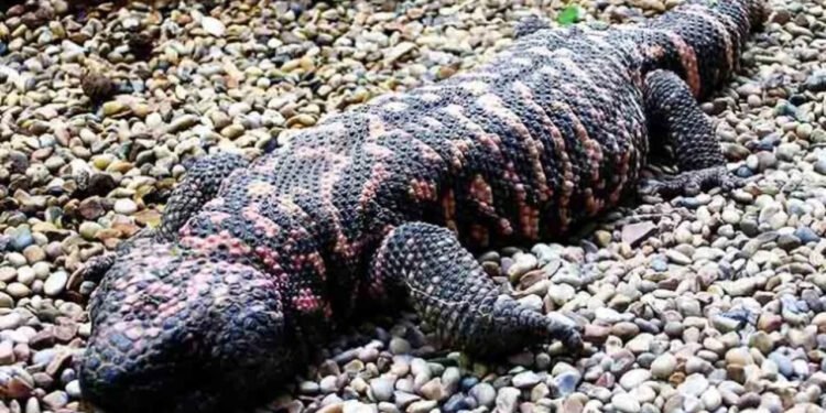 Lagarto venenoso foi chave para a caneta emagrecedora - Arpingstone/Wikimédia Commons