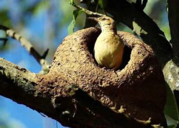 Você não imagina onde eles nascem: veja tipos de ninhos surpreendentes