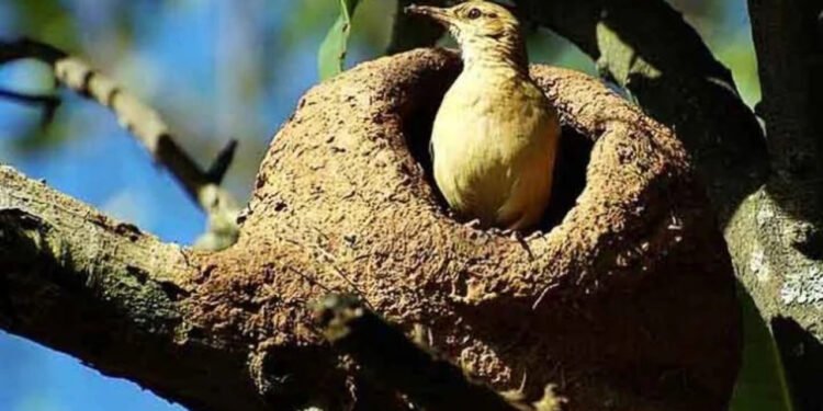 João-de-barro é famoso por construir seu ninho de barro em formato de forno - Dario Sanches/Wikimédia Commons