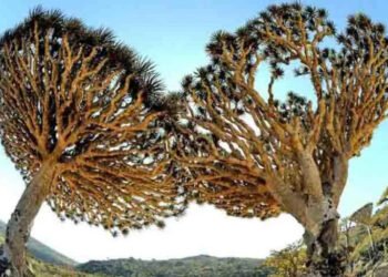 A ilha que não parece da Terra: Um mistério botânico no Atlântico Sul