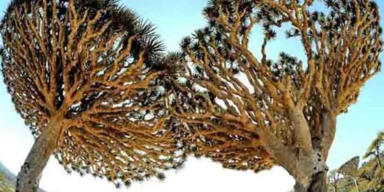 Ilha das árvores exóticas - Flickr/Stefan Geens