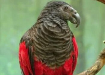 Conheça o ‘Papagaio Drácula’: A ave misteriosa que intriga cientistas na Nova Guiné
