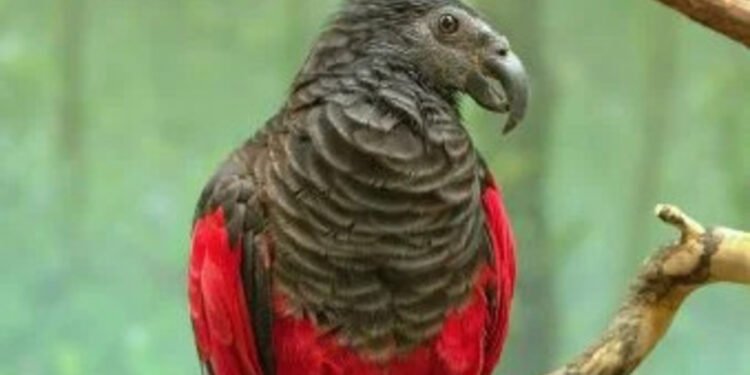 Papagaio-das-penas-vermelhas - Greg Hume/wikimedia commons