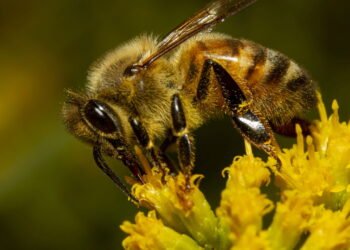 Insetos perigosos: quais causam as maiores dores e como agir após a picada?