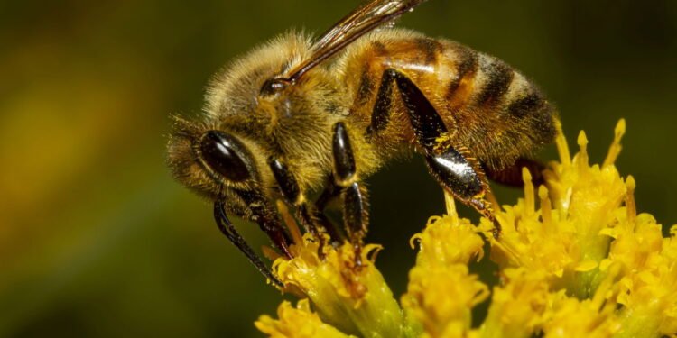 Abelha-europeia (Apis mellifera) - depositphotos.com / grandbrothers