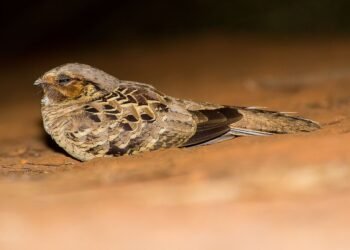 Esta ave só existe nas Américas, é muito comum no Brasil e tem um canto inconfundível