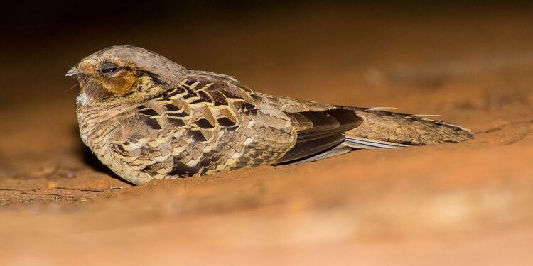 Bacurau, uma ave exclusiva das Américas - Wikimedia Commons/Jairmoreirafotografia