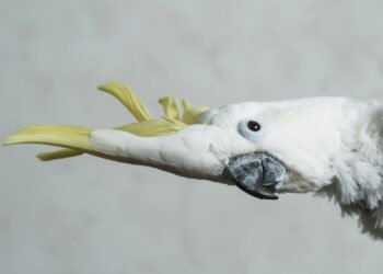 Barulhentas, carismáticas e surpreendentes: o que você ainda não sabe sobre as cacatuas