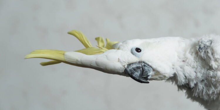 Papagaio branco falante (cacatua) com penacho amarelo - depositphotos.com / Kinderkz