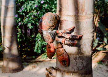 Caranguejo gigante ressurge na Índia após 15 séculos