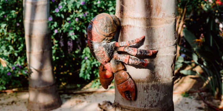 Caranguejo gigante conhecido como caranguejo-dos-coqueiros - depositphotos.com / joaquincorbalan