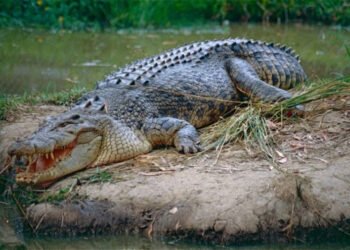 Por que o norte da Austrália virou um paraíso (perigoso) para crocodilos?