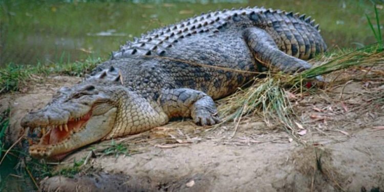 São conhecidos como "salties" ("salgados") -
flickr - Bernard DUPONT