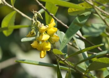 Cavalos mortos por ração contaminada: qual é a planta tóxica que causou a tragédia?