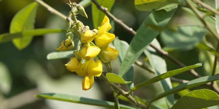 Substância da rotalaria spectabilis contaminou ração - Wikimedia Commons/	Dinesh Valke