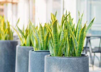 Descubra quais espécies de plantas estão transformando lares em 2025