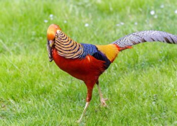 Cores que voam: As aves mais exuberantes da Terra e seus segredos