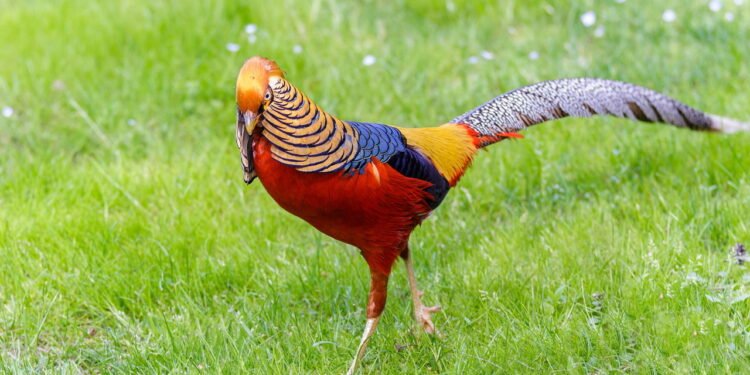 Faisão-dourado está entre as aves mais coloridas do mundo - depositphotos.com / elitravo