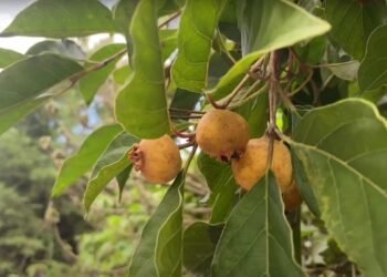 Gabiroba, uma fruta pouco conhecida e que vira uma geleia maravilhosa