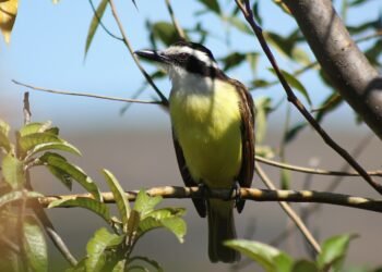 O som da natureza: por que o bem-te-vi nunca passa despercebido
