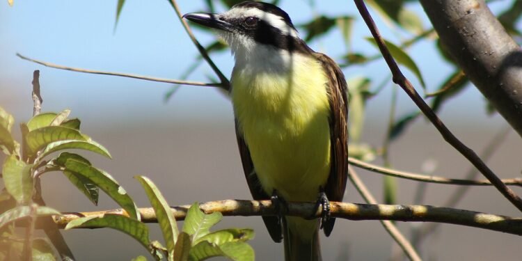 Bem-te-vi é um símbolo brasileiro - Wikimedia Commons/Under the same moon