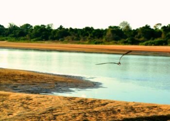Maior ilha fluvial do mundo fica no Brasil e é um centro turístico que merece sua visita